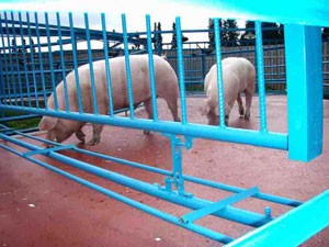 Покрытие для мест содержания животных 